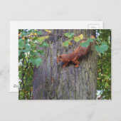 Rotes Eichhörnchen Postkarte (Vorne/Hinten)