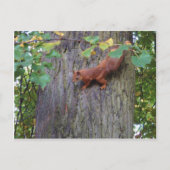 Rotes Eichhörnchen Postkarte (Vorderseite)
