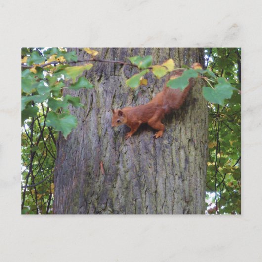 Rotes Eichhörnchen Postkarte (Vorderseite)