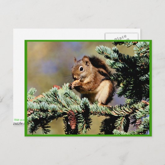 Rotes Eichhörnchen Postkarte (Vorne/Hinten)