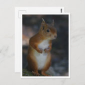 Rotes Eichhörnchen Postkarte (Vorne/Hinten)