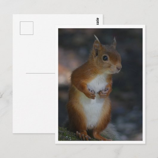 Rotes Eichhörnchen Postkarte (Vorne/Hinten)