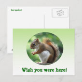 Rotes Eichhörnchen Postkarte (Vorne/Hinten)