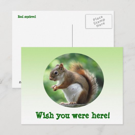Rotes Eichhörnchen Postkarte (Vorne/Hinten)