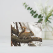 Rotes Eichhörnchen Postkarte (Stehend Vorderseite)