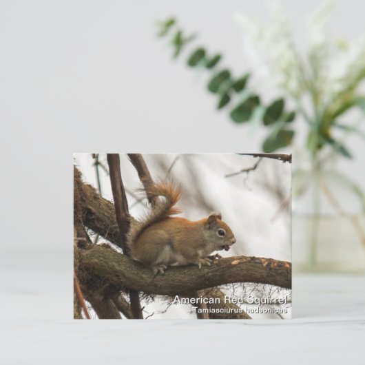 Rotes Eichhörnchen Postkarte (Stehend Vorderseite)