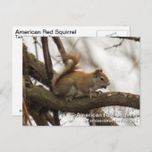 Rotes Eichhörnchen Postkarte (Vorne/Hinten)