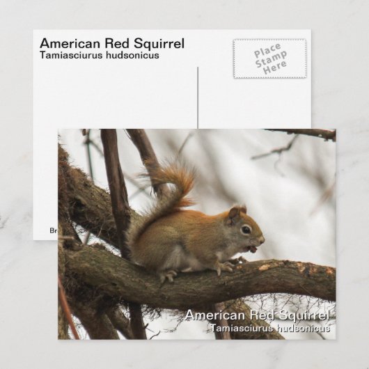 Rotes Eichhörnchen Postkarte (Vorne/Hinten)