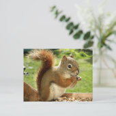 Rotes Eichhörnchen Postkarte (Stehend Vorderseite)