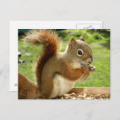 Rotes Eichhörnchen Postkarte (Vorne/Hinten)