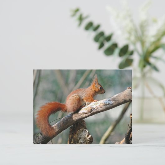 Rotes Eichhörnchen Postkarte (Stehend Vorderseite)