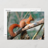 Rotes Eichhörnchen Postkarte (Vorne/Hinten)