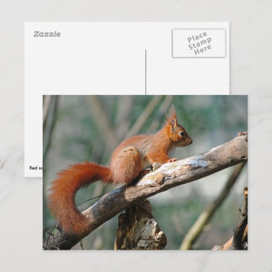 Rotes Eichhörnchen Postkarte (Vorne/Hinten)