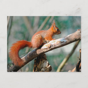 Rotes Eichhörnchen Postkarte