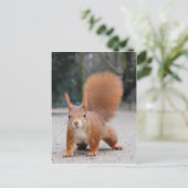 Rotes Eichhörnchen Postkarte (Stehend Vorderseite)