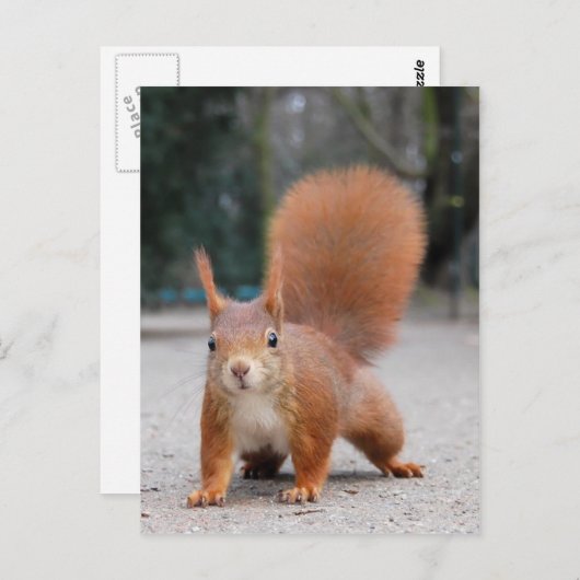Rotes Eichhörnchen Postkarte (Vorne/Hinten)