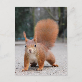 Rotes Eichhörnchen Postkarte