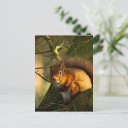 Rotes Eichhörnchen Postkarte (Stehend Vorderseite)
