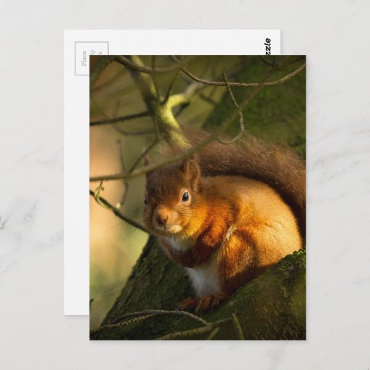 Rotes Eichhörnchen Postkarte (Vorne/Hinten)