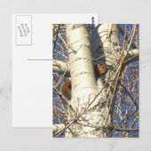 Rotes Eichhörnchen-Postkarte Postkarte (Vorne/Hinten)