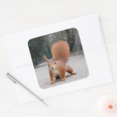 Rotes Eichhörnchen Quadratischer Aufkleber (Umschlag)