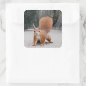 Rotes Eichhörnchen Quadratischer Aufkleber (Tasche)