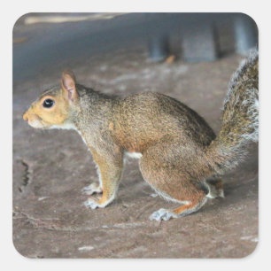 Rotes Eichhörnchen Quadratischer Aufkleber