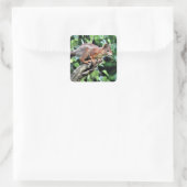 Rotes Eichhörnchen Quadratischer Aufkleber (Tasche)