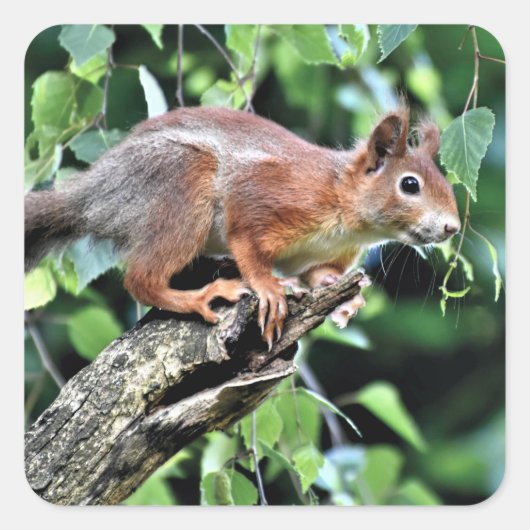 Rotes Eichhörnchen Quadratischer Aufkleber (Vorderseite)