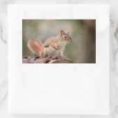 Rotes Eichhörnchen Rechteckiger Aufkleber (Tasche)