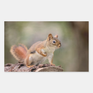 Rotes Eichhörnchen Rechteckiger Aufkleber