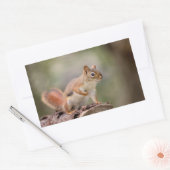 Rotes Eichhörnchen Rechteckiger Aufkleber (Umschlag)