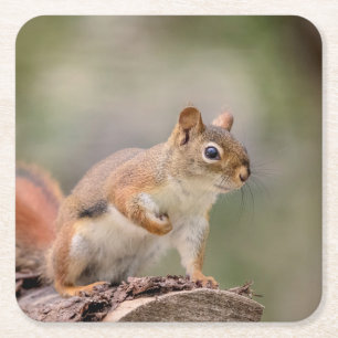 Rotes Eichhörnchen Rechteckiger Pappuntersetzer