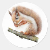 Rotes Eichhörnchen rund/rund, realistisch Runder Aufkleber (Vorderseite)