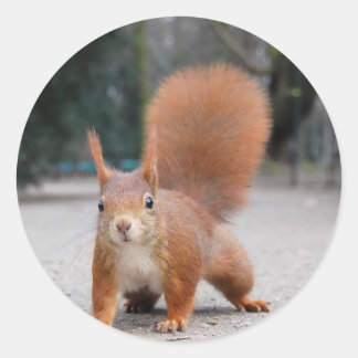 Rotes Eichhörnchen Runder Aufkleber