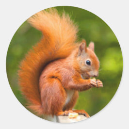Rotes Eichhörnchen Runder Aufkleber