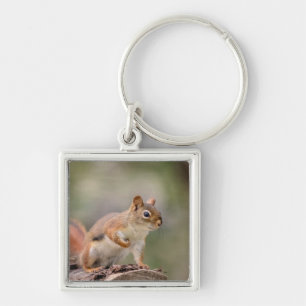 Rotes Eichhörnchen Schlüsselanhänger