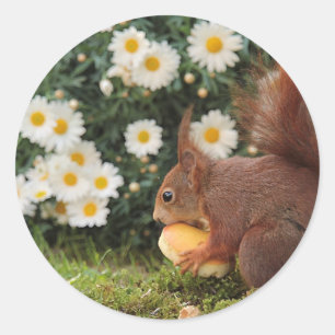 Rotes Eichhörnchen und Gänseblümchen Süßes Foto Runder Aufkleber