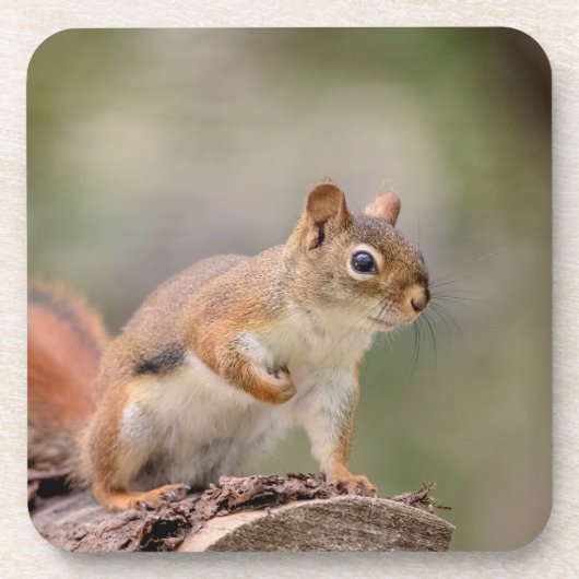 Rotes Eichhörnchen Untersetzer (Vorderseite)