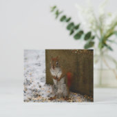 Rotes Eichhörnchen versucht Birdfeed zu essen Postkarte (Stehend Vorderseite)