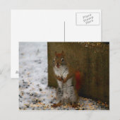 Rotes Eichhörnchen versucht Birdfeed zu essen Postkarte (Vorne/Hinten)