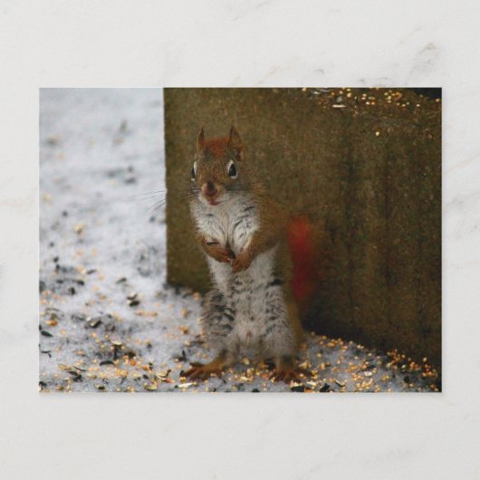 Rotes Eichhörnchen versucht Birdfeed zu essen Postkarte (Vorderseite)