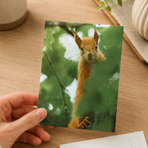 Rotes Eichhörnchen Wald Wildlife-Fotografie Postkarte