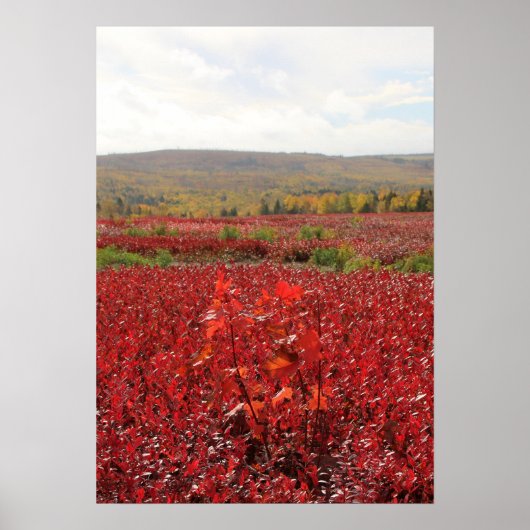 Rotes Feld Poster (Vorne)