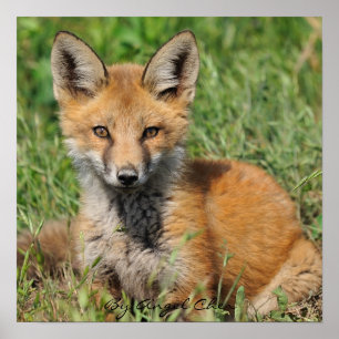 Rotes Fox hübsches volles rez, durch Engel Cher Poster