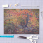 Rotes Gelbwald im Herbst Seidenpapier (Handwerk)
