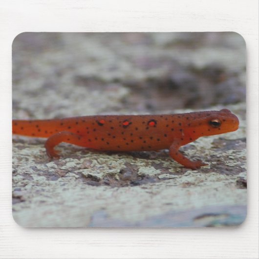 Rotes gepunktetes Newt mousepad (Vorne)