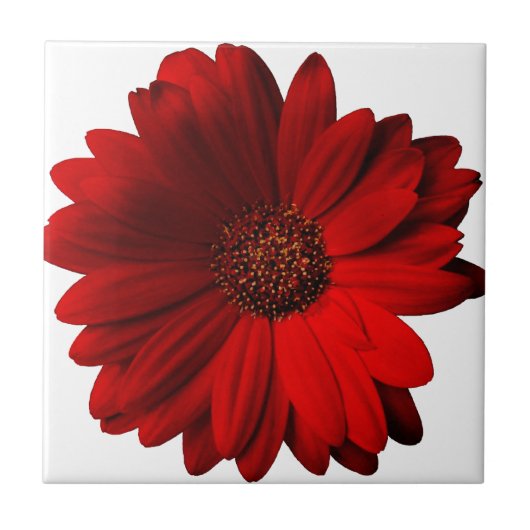 Rotes Gerbera-Gänseblümchen Fliese (Vorderseite)
