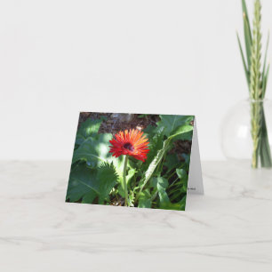 Rotes Gerbera-Gänseblümchen notecard Karte