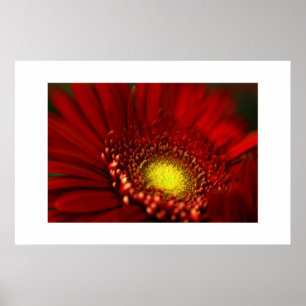 Rotes Gerbera-Gänseblümchen Poster